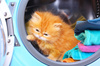 red kitten - photo/picture definition - red kitten word and phrase image