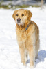 golden retriever - photo/picture definition - golden retriever word and phrase image