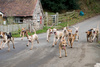 foxhounds - photo/picture definition - foxhounds word and phrase image