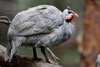 Guinea-fowl - photo/picture definition - Guinea-fowl word and phrase image