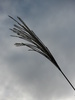 pampas grass - photo/picture definition - pampas grass word and phrase image