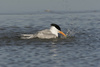 royal tern - photo/picture definition - royal tern word and phrase image