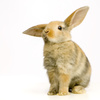 rabbit - photo/picture definition - rabbit word and phrase image