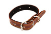 dog collar - photo/picture definition - dog collar word and phrase image