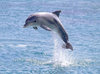 dolphin - photo/picture definition - dolphin word and phrase image