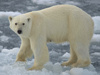 polar bear - photo/picture definition - polar bear word and phrase image