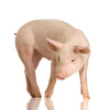 pig - photo/picture definition - pig word and phrase image