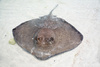 stingray - photo/picture definition - stingray word and phrase image