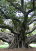 fig tree - photo/picture definition - fig tree word and phrase image