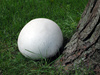 puffball mushroom - photo/picture definition - puffball mushroom word and phrase image