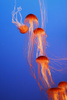 jellyfish - photo/picture definition - jellyfish word and phrase image