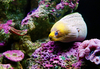 moray eel - photo/picture definition - moray eel word and phrase image