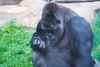 orangutan - photo/picture definition - orangutan word and phrase image