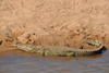 crocodile - photo/picture definition - crocodile word and phrase image