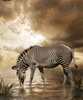 zebra - photo/picture definition - zebra word and phrase image