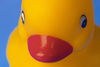 rubberduck - photo/picture definition - rubberduck word and phrase image
