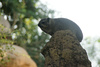 rock hyrax - photo/picture definition - rock hyrax word and phrase image