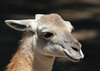 guanaco - photo/picture definition - guanaco word and phrase image