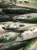 mackerel - photo/picture definition - mackerel word and phrase image