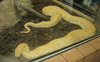 burmese python - photo/picture definition - burmese python word and phrase image