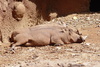warthog - photo/picture definition - warthog word and phrase image