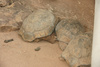 leopard tortoise - photo/picture definition - leopard tortoise word and phrase image