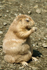 groundhog - photo/picture definition - groundhog word and phrase image