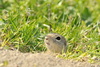 prairie dog - photo/picture definition - prairie dog word and phrase image
