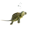 turtle - photo/picture definition - turtle word and phrase image