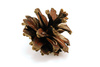 fir cone - photo/picture definition - fir cone word and phrase image