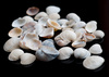 cockleshells - photo/picture definition - cockleshells word and phrase image