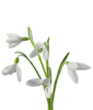 snowdrops - photo/picture definition - snowdrops word and phrase image