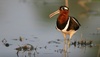 painted snipe - photo/picture definition - painted snipe word and phrase image