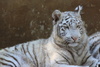 white tiger - photo/picture definition - white tiger word and phrase image