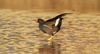 moorhen - photo/picture definition - moorhen word and phrase image