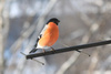 bullfinch - photo/picture definition - bullfinch word and phrase image