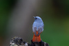 plumbeous water redstart - photo/picture definition - plumbeous water redstart word and phrase image