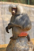 hamadryas baboon - photo/picture definition - hamadryas baboon word and phrase image