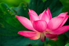 lotus - photo/picture definition - lotus word and phrase image