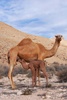 dromedary - photo/picture definition - dromedary word and phrase image
