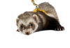 ferret - photo/picture definition - ferret word and phrase image
