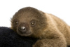 sloth - photo/picture definition - sloth word and phrase image