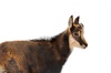 chamois - photo/picture definition - chamois word and phrase image