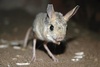 jerboa - photo/picture definition - jerboa word and phrase image