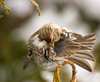 red poll - photo/picture definition - red poll word and phrase image