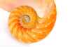 nautilus shell - photo/picture definition - nautilus shell word and phrase image