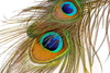 peacock feather - photo/picture definition - peacock feather word and phrase image