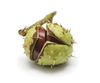 Chestnut - photo/picture definition - Chestnut word and phrase image