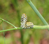 Caterpillar - photo/picture definition - Caterpillar word and phrase image