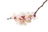 almond tree flower - photo/picture definition - almond tree flower word and phrase image